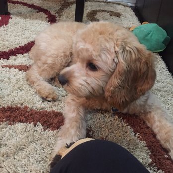 Pooch In The City - After: Leo with a teddy bear cut! - Pet Groomers Near Me - Houston, Texas