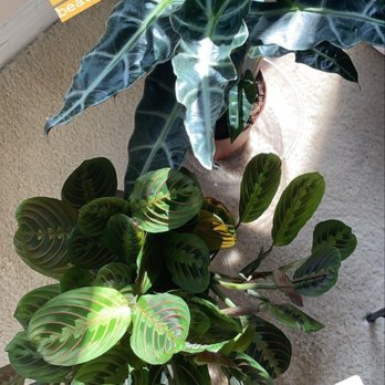 Tall Plants - Nurseries & Gardening Near Me - Houston, Texas Tall Plants - Nurseries & Gardening Near Me - Houston, Texas