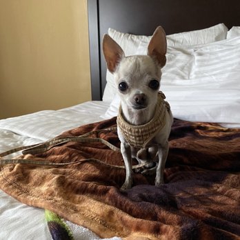 The Morgan - Pet friendly hotel my fur baby thought it was okay! The offer treats at the front desk. - Hotels Near Me - San Simeon, California The Morgan - Pet friendly hotel my fur baby thought it was okay! The offer treats at the front desk. - Hotels Near Me - San Simeon, California