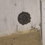 Prime Shield Pest Solutions