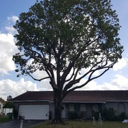 Coral Springs Tree