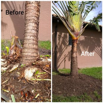 JC Custom Tree Service - Stump grinding - Tree Services Near Me - Lehigh Acres, Florida