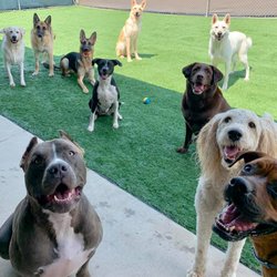 Creature Comforts Veterinary Resort and Suites