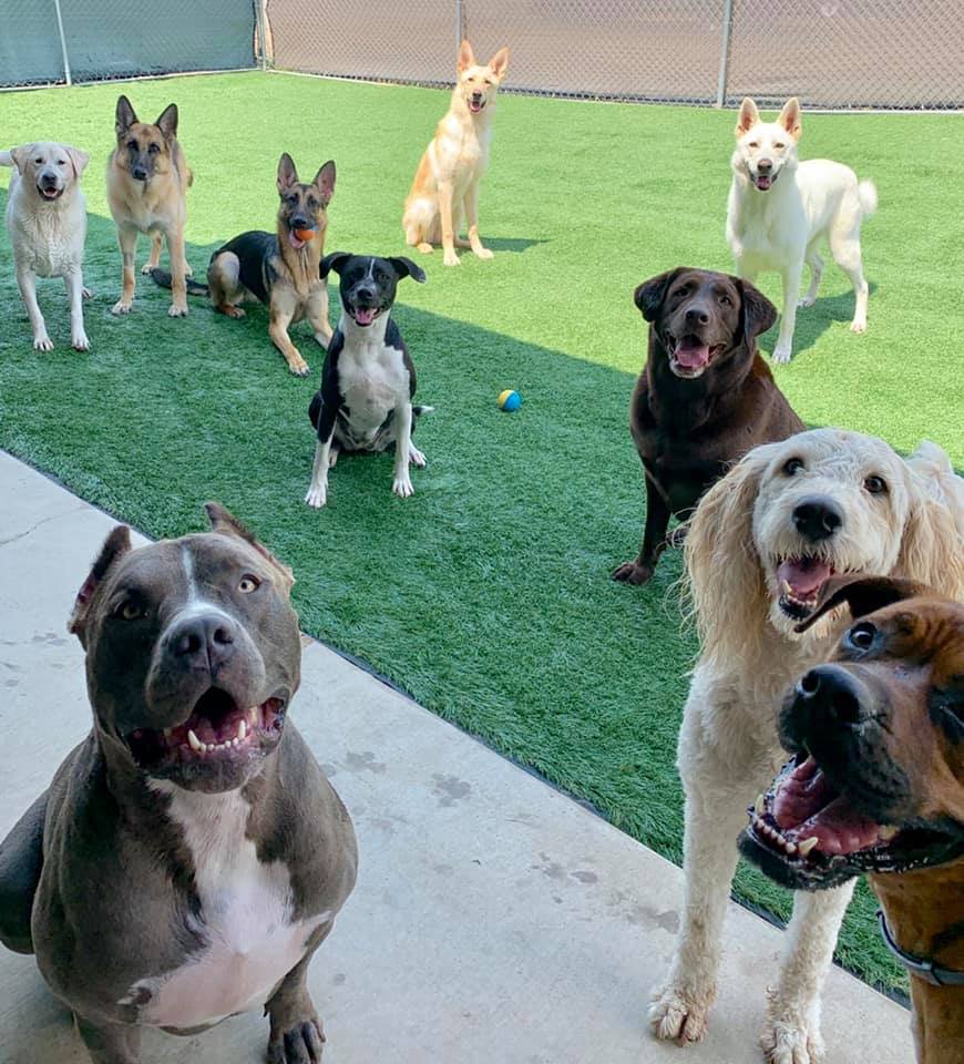 Creature Comforts Veterinary Resort and Suites Image