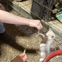 Kitten tricks