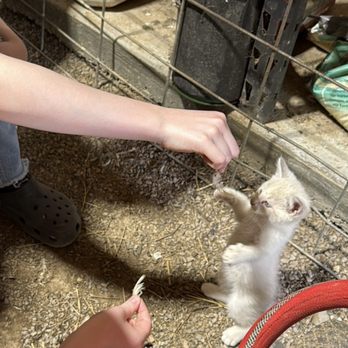 Cress Creeks Farm - Kitten tricks - Venues & Event Spaces Near Me - Ellijay, Georgia