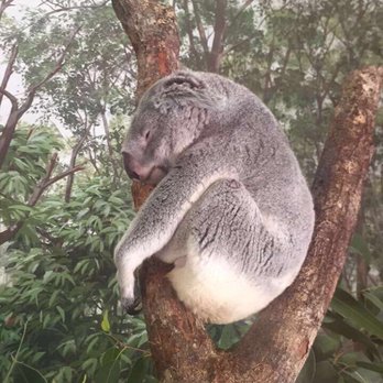 Zoo Miami - Their Koala bear was right up in front of the glass for everyone to see! - Zoos Near Me - Miami, Florida Zoo Miami - Their Koala bear was right up in front of the glass for everyone to see! - Zoos Near Me - Miami, Florida
