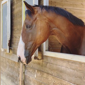 Sundance Equestrian - Beau - Horseback Riding Near Me - Woodinville, Washington