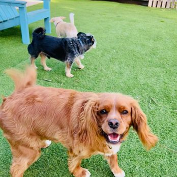 River Dogs Resort - Is this HAPPY or what(?) - Pet Boarding Near Me - West Sacramento, California River Dogs Resort - Is this HAPPY or what(?) - Pet Boarding Near Me - West Sacramento, California