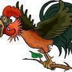Picok