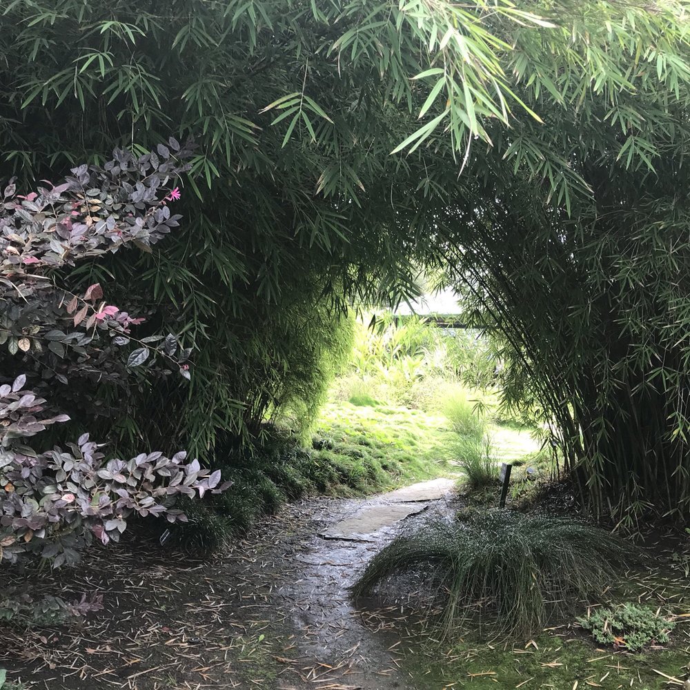Seaside Gardens - Chocolate Bamboo - Borinda Fungosa - Nurseries & Gardening Near Me - Carpinteria, California Seaside Gardens - Chocolate Bamboo - Borinda Fungosa - Nurseries & Gardening Near Me - Carpinteria, California