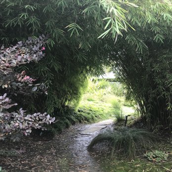 Seaside Gardens - Chocolate Bamboo - Borinda Fungosa - Nurseries & Gardening Near Me - Carpinteria, California Seaside Gardens - Chocolate Bamboo - Borinda Fungosa - Nurseries & Gardening Near Me - Carpinteria, California