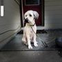 Photo of Bay Area Paw Spa