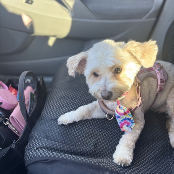 Doggie Do - Pet Groomers Near Me - Las Vegas, Nevada Doggie Do - Pet Groomers Near Me - Las Vegas, Nevada