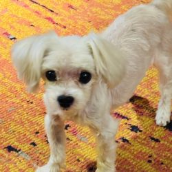 Muddy Paws Pet Center - My dog Indi after her grooming!