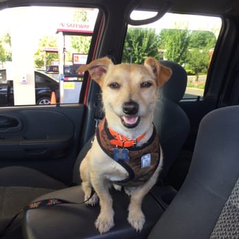 Kori's K9's Dog Training - Pet Training Near Me Kori's K9's Dog Training - Pet Training Near Me