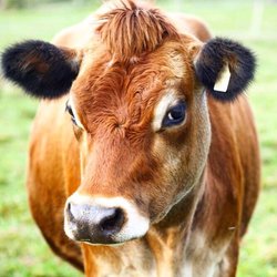 Mecox Bay Dairy - Photo courtesy of The Kitchn