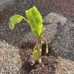 New leaf fully grown less than a month after transplant into her final resting spot.