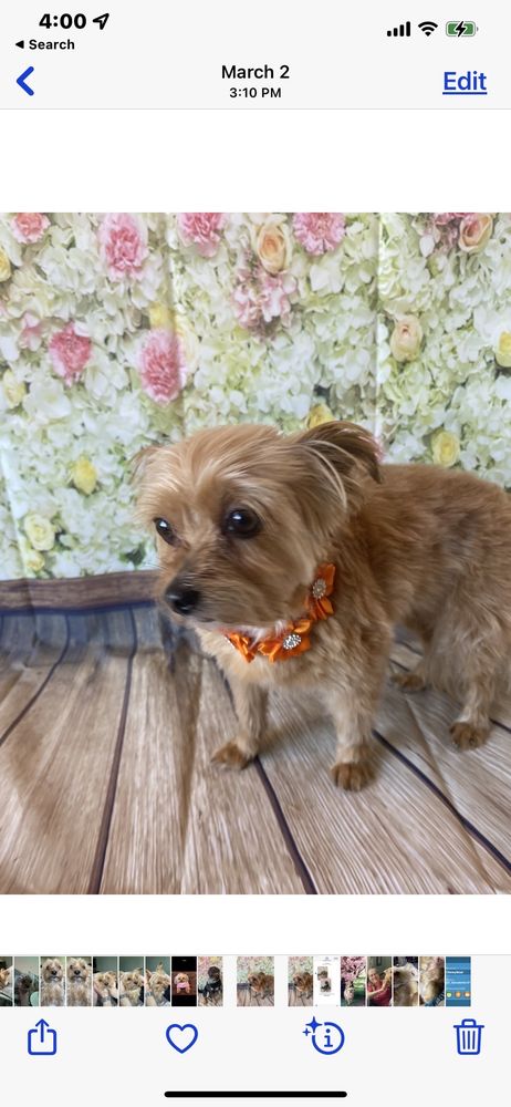 Riverside Grooming & Spa Image