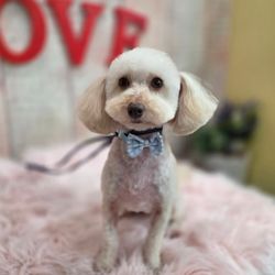 Bubble Pup Salon