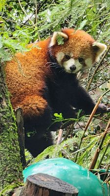 Prospect Park Zoo by null