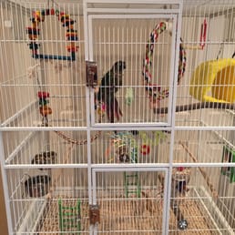 Green cheek conure Merlin!