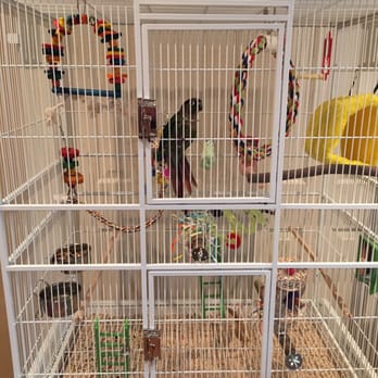 Pet Supermarket - Green cheek conure Merlin! - Pet Stores Near Me - Mount Dora, Florida