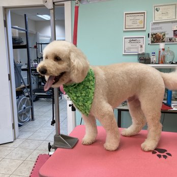 Suburban Tails - Pet Groomers Near Me - Manlius, New York Suburban Tails - Pet Groomers Near Me - Manlius, New York