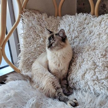 KitTea - Pet Adoption Near Me - San Francisco, California