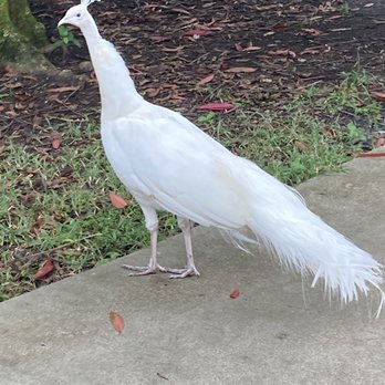 Flamingo Gardens - White peacock - so pretty! - Botanical Gardens Near Me - Davie, Florida Flamingo Gardens - White peacock - so pretty! - Botanical Gardens Near Me - Davie, Florida