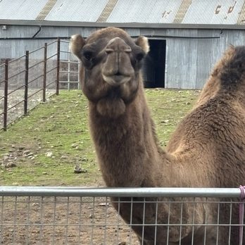 American Made Farm Sanctuary - Petting Zoos Near Me - Petaluma, California