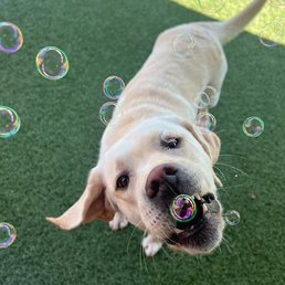 Mickey playing with bubbles during a recent doggie day care. Mickey playing with bubbles during a recent doggie day care.