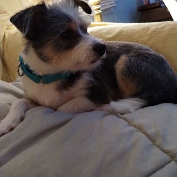 Dog Gone Clean - Pet Groomers Near Me Dog Gone Clean - Pet Groomers Near Me
