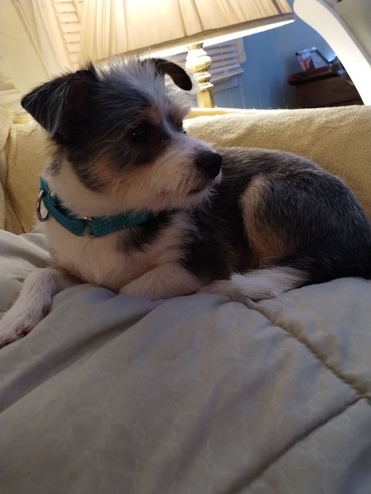 DOG GONE CLEAN Updated May 2024 Croydon, Pennsylvania Pet