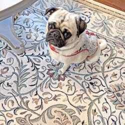 Pineville Rug Gallery - Official PRG Puppy Mascots! (All very friendly) Oakie the Pug