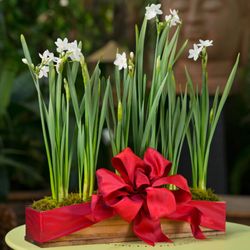 Jacob Maarse Florist - Paperwhite Presentation Planter
