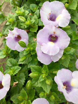 Early Bird Farm by null