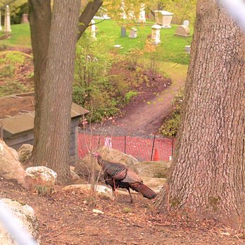 Mount Auburn Cemetery - A wild turkey sighting - Funeral Services & Cemeteries Near Me - Cambridge, Massachusetts