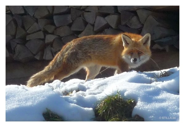 Wildnispark Langenberg