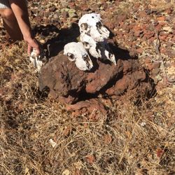 Rattlesnake Island - Sheep skulls galore