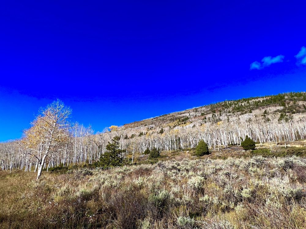 Pando Aspen Tree Logo