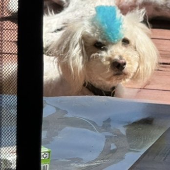 Hairy Hounds - A better view of his Mohawk and color - Pet Groomers Near Me - Oakley, California Hairy Hounds - A better view of his Mohawk and color - Pet Groomers Near Me - Oakley, California