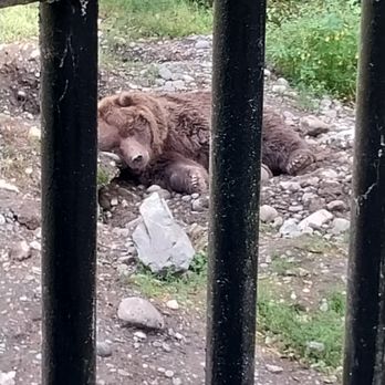 The Alaska Zoo - You know what they say about waking a sleeping bear... - Zoos Near Me - Anchorage, Alaska The Alaska Zoo - You know what they say about waking a sleeping bear... - Zoos Near Me - Anchorage, Alaska