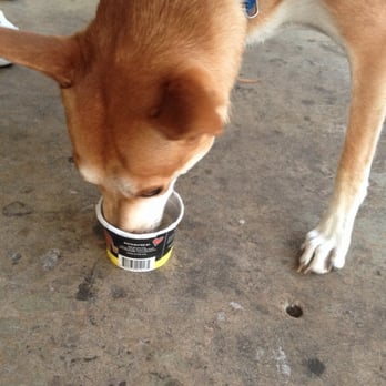 Yogurtology - My dog loves this place :) - Ice Cream & Frozen Yogurt Near Me - Tampa, Florida