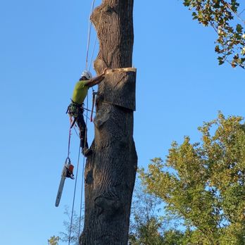 Busy Badger Tree Care - Tree Services Near Me Busy Badger Tree Care - Tree Services Near Me