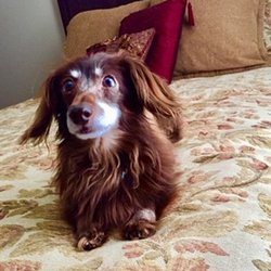 rolling acres pet cremation