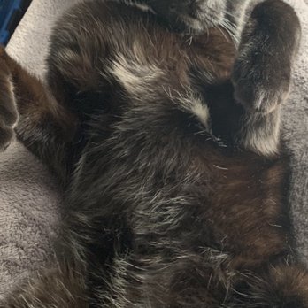 The Vet Set - Hanging out at home after his visit with Dr Truitt, much calmer than the last time he saw a vet! - Veterinarians Near Me - Brooklyn, New York