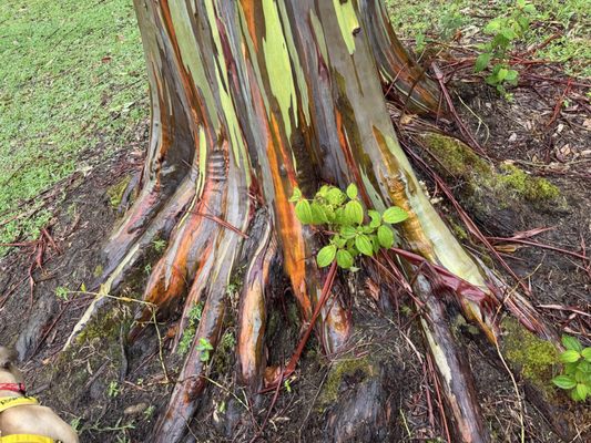 Keahua Arboretum by null
