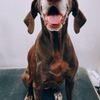 Bark's 5th Avenue Mobile Pet Salon gift card