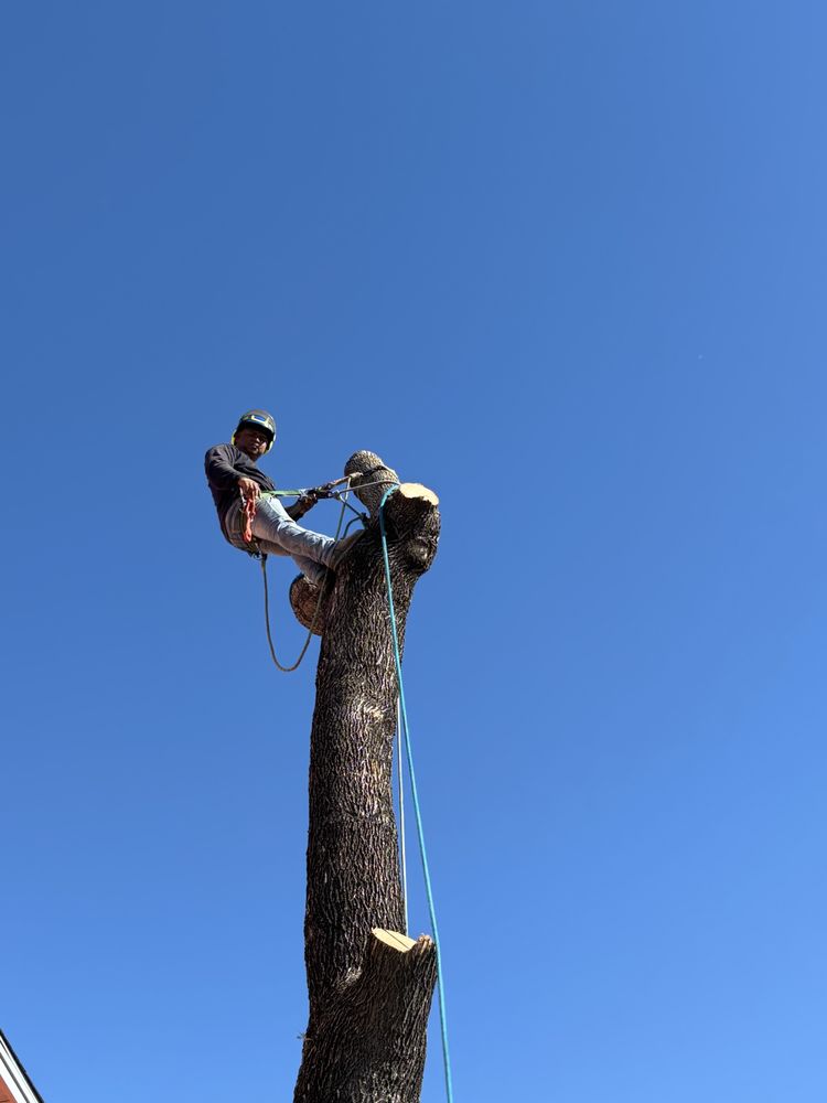 Greenstar Tree and Land Services - veterans service organization in Austin, TX